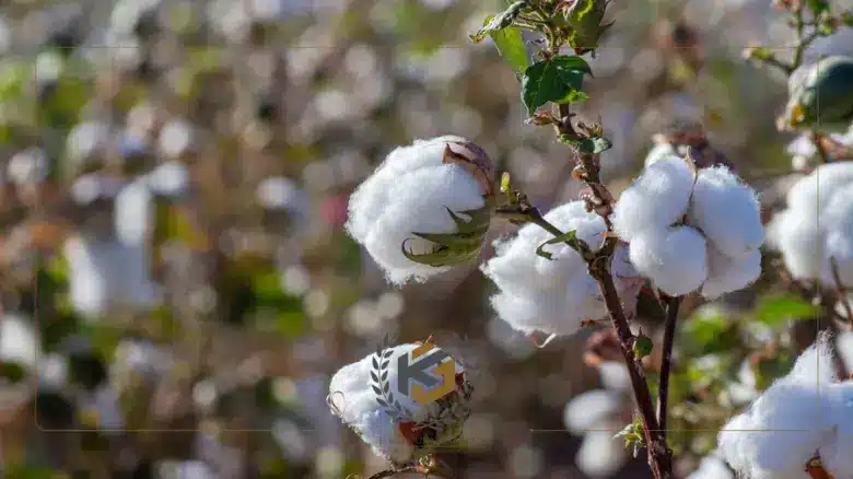 Egyptian Cotton vs Microfiber Sheets