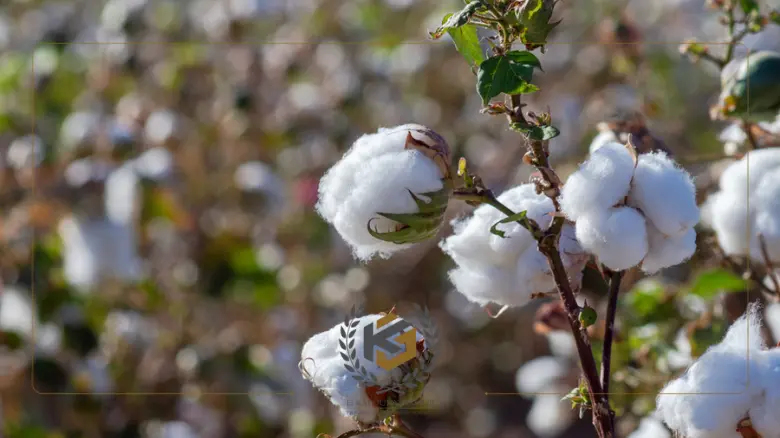 الفرق بين القطن المصري والمايكروفايبر
